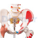 Human Skeleton To 13 With Cover
